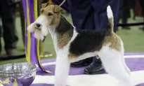King the Wire Fox Terrier Takes Westminster’s Best in Show