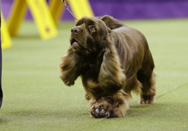 Bean, a Sussex spaniel, competes with the sporting group at the 143rd Westminster Kennel Club Dog Show