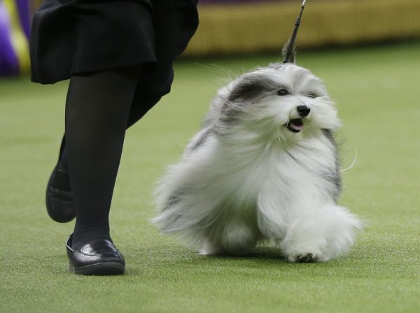 dog king 4