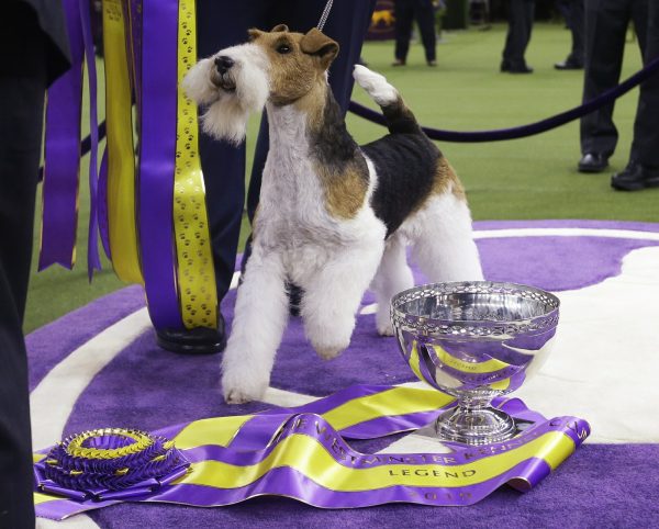 King, a wire fox terrier, poses for photographs after winning Best in Show at the 143rd Westminster Kennel Club Dog Show