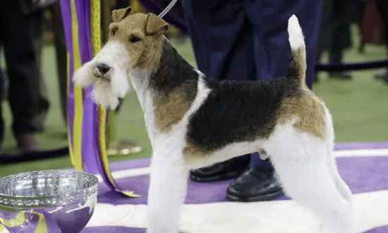 King the Wire Fox Terrier Takes Westminster’s Best in Show