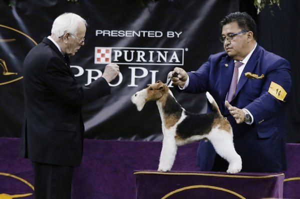 King, a wire fox terrier, competes in the Best in Show at the 143rd Westminster Kennel Club Dog Show