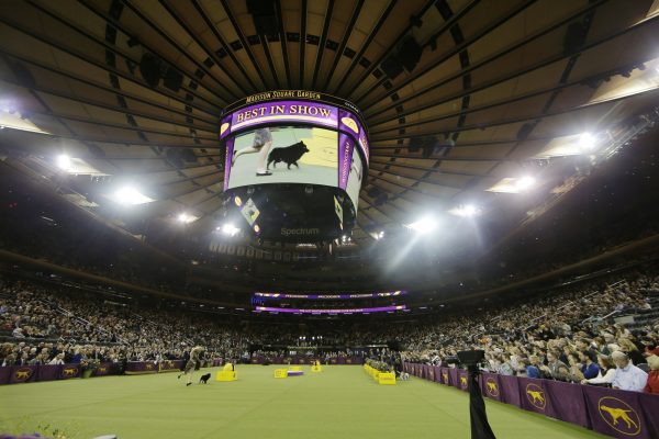 Colton,a schipperke, arrives for Best in Show at the 143rd Westminster Kennel Club Dog Show