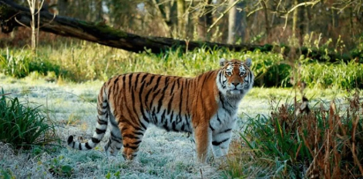 Shouri, a female Amur tiger, was killed during a fight with two other tigers at the Longleat safari park in England on Feb. 11, 2019. (Longleat)