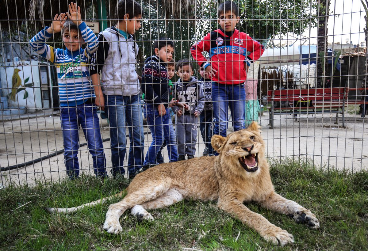 children watch lion