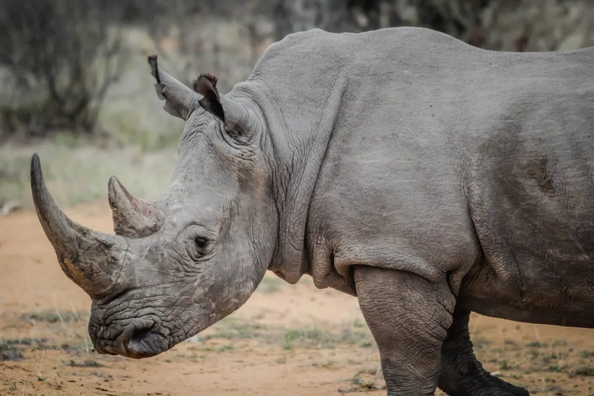 It is estimated that no more than 28,000 rhino are left, their numbers decimated by poachers looking to sell the valuable rhino horn used in Chinese medicine. (pexels/pixabay.com)