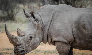 Rhino Poaching Crisis in South Africa Exposed in 'Stroop' Documentary