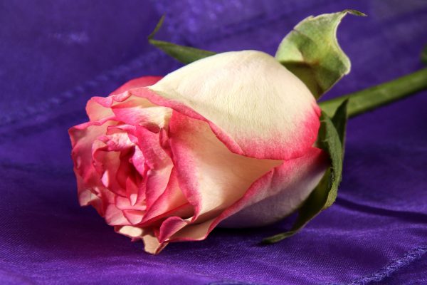 silk rose