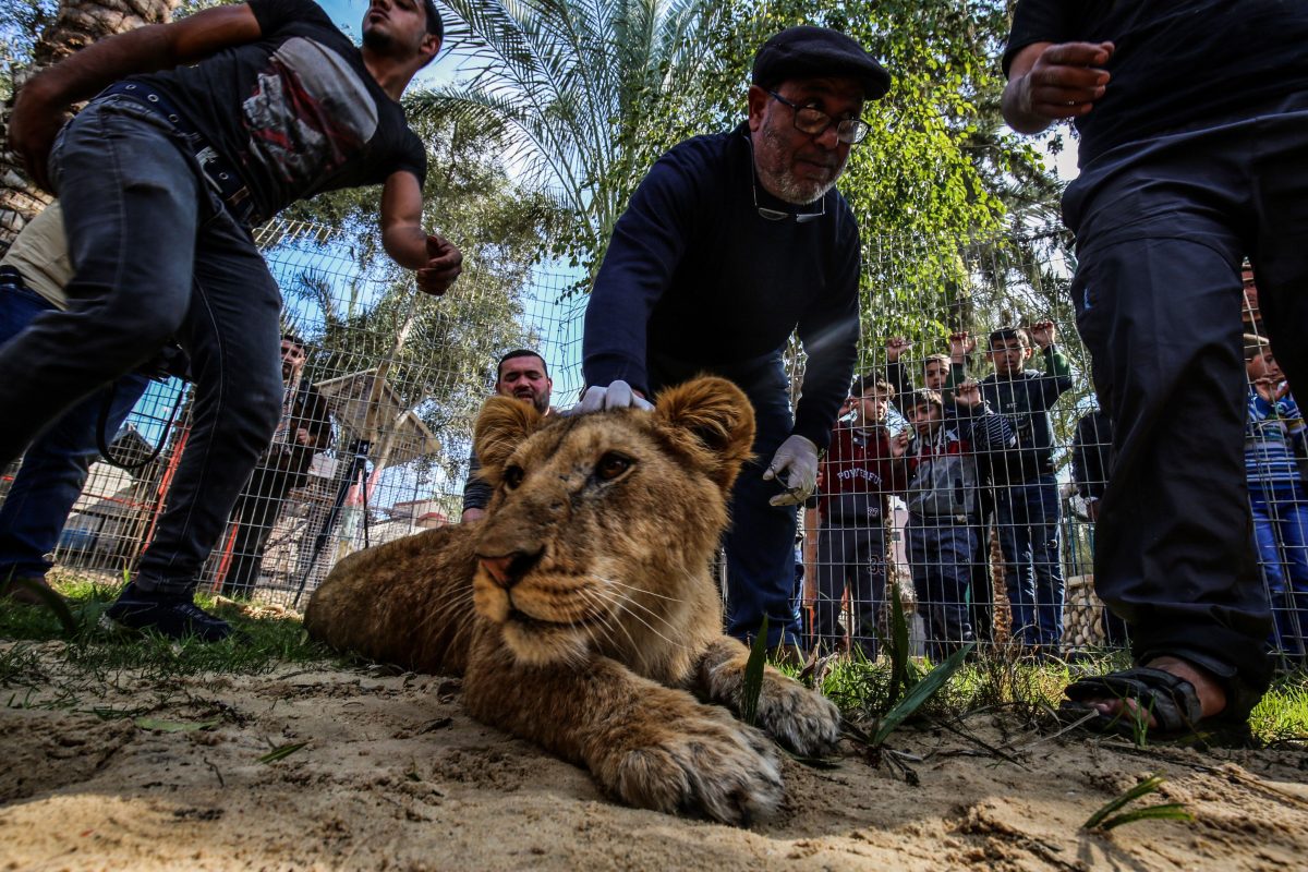 vet declaws lion