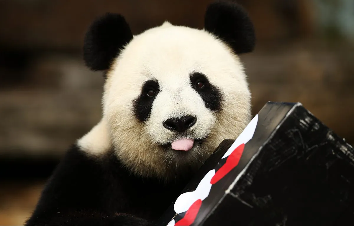 Fu Ni the giant panda is treated to specially prepared panda treats for her birthday at the Adelaide Zoo in Australia on Aug. 23, 2015. (Morne de Klerk/Getty Images)