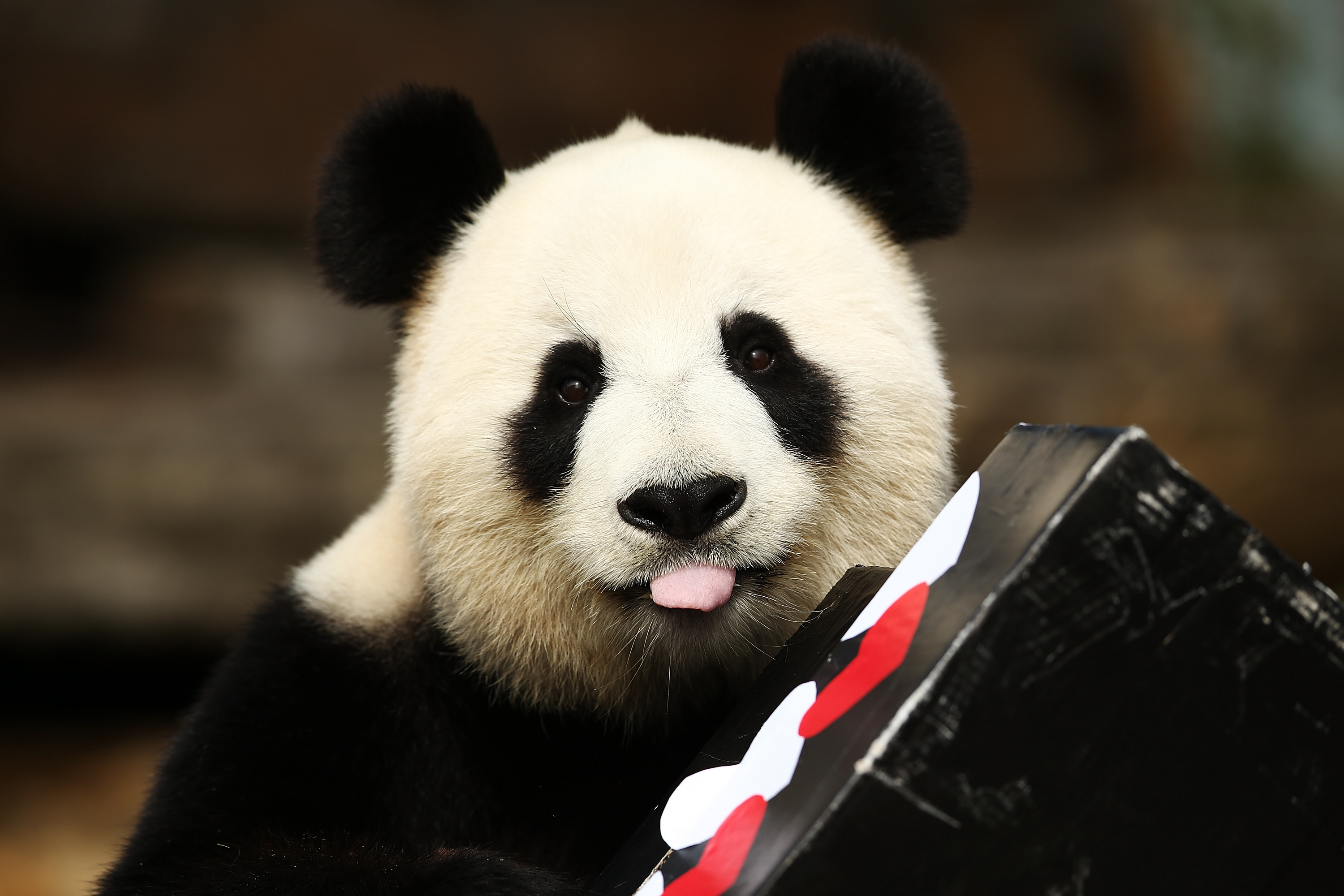 Fu Ni the giant panda is treated to specially prepared panda treats