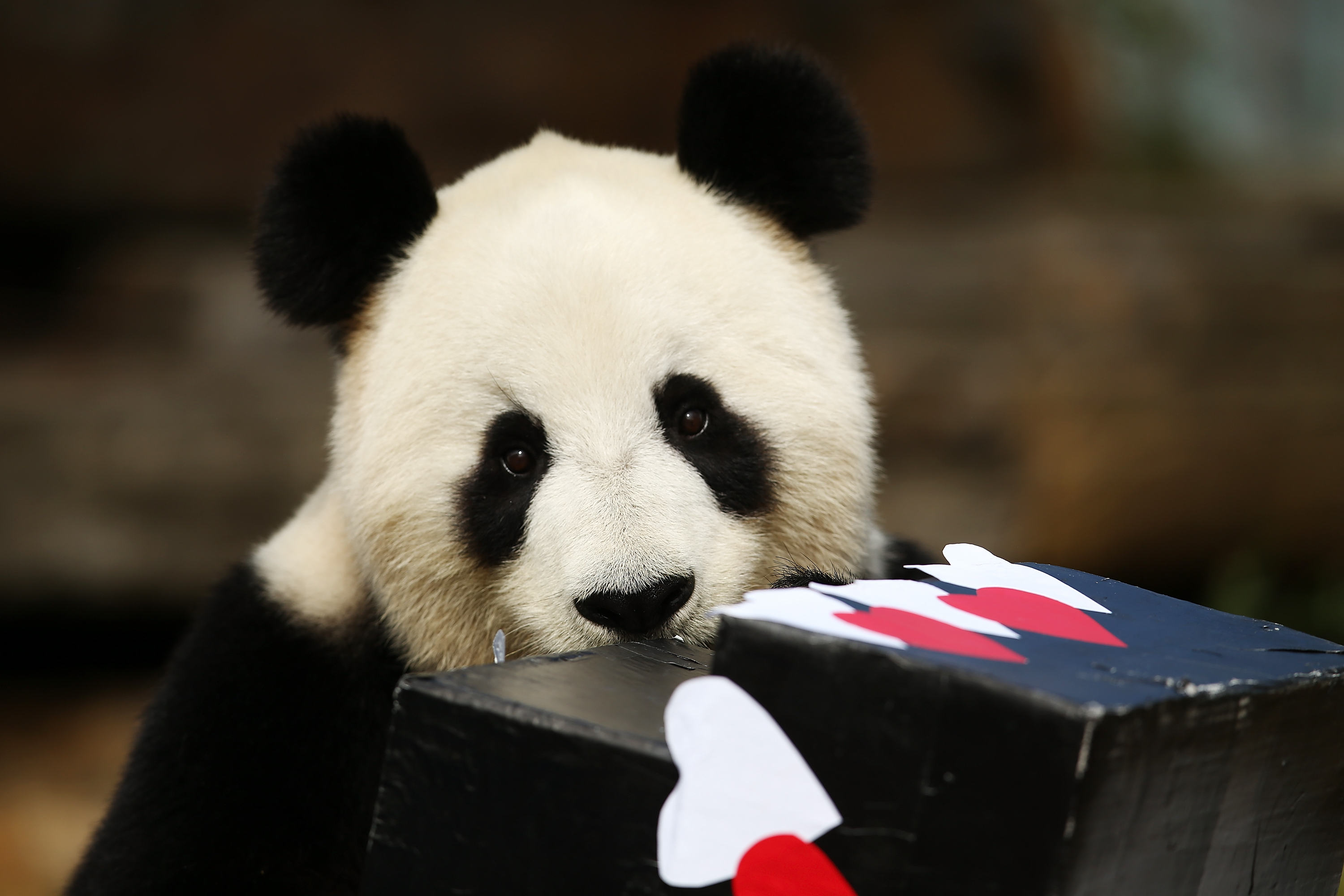 Fu Ni the giant panda is treated to specially prepared panda treats