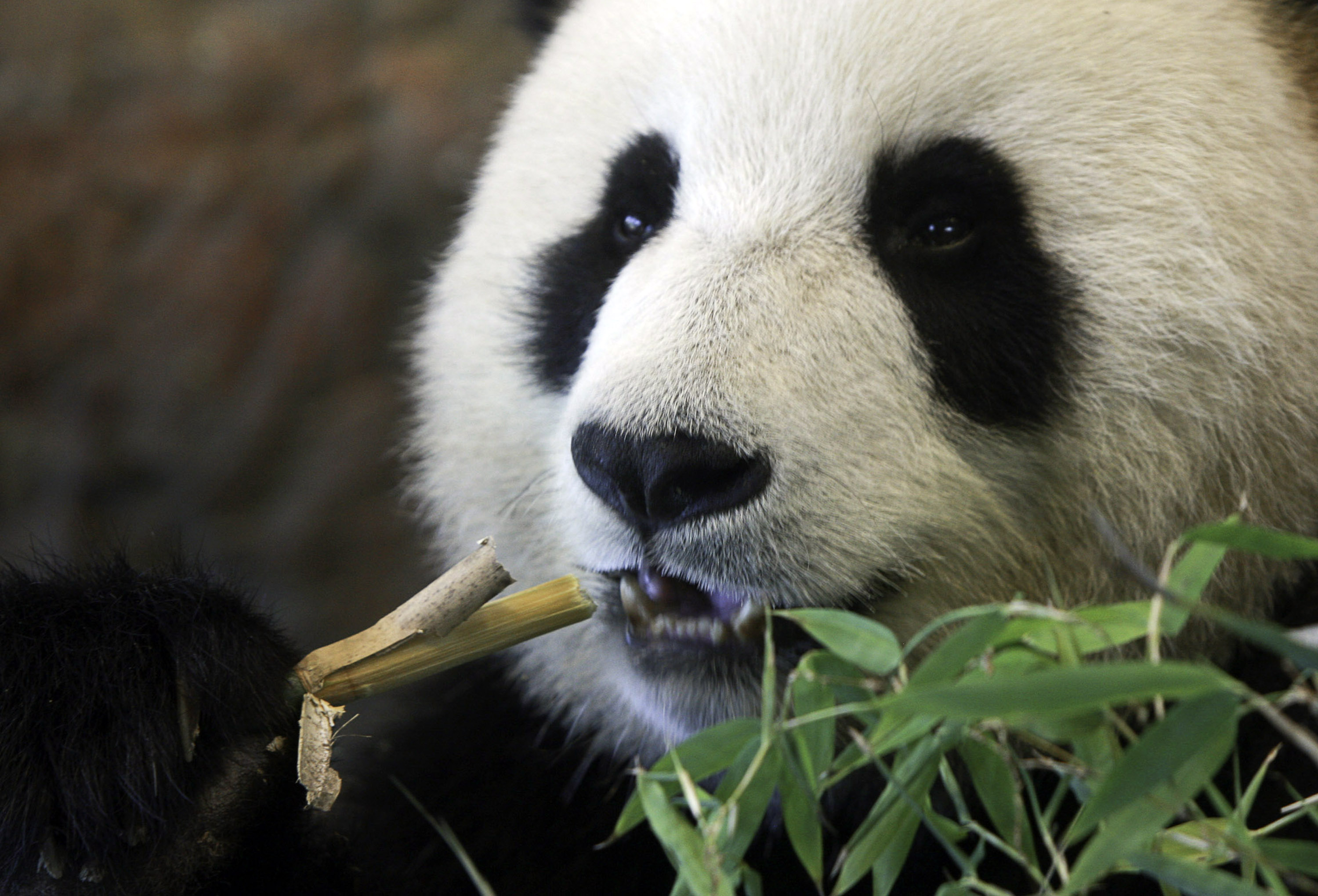 Giant panda Funi samples bamboo in her new enclosure