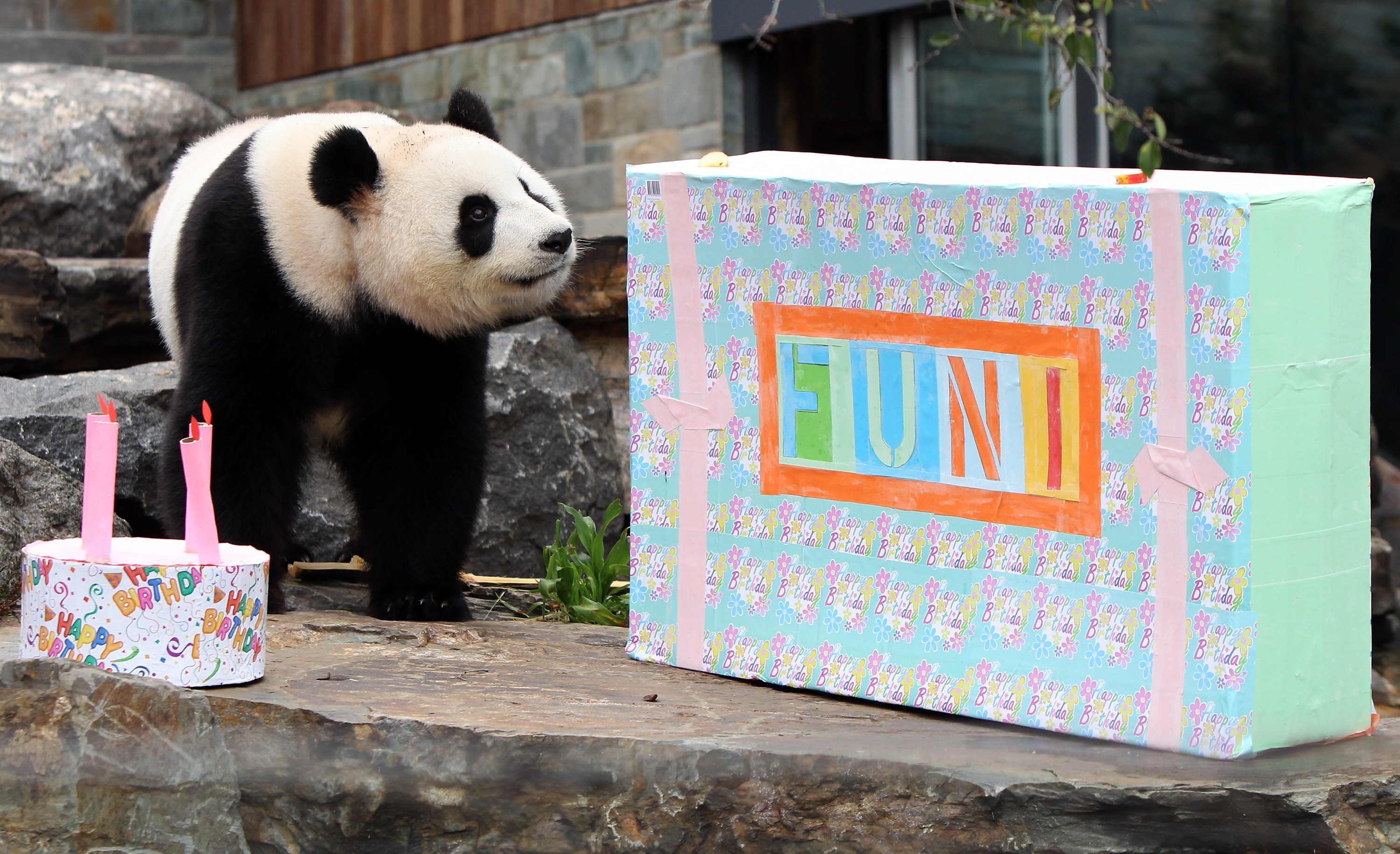 Funi the Panda enjoys inspecting her present and birthday cake