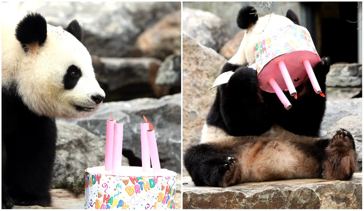 Funi the Panda enjoys eating her birthday cake to celebrate her first Australian birthday at Adelaide Zoo on August 23, 2010 in Adelaide, Australia. Funi, meaning 'Lucky Girl', turns four years old today. Funi, who shares an enclosure with Wang Wang, are the only Giant Pandas in the Southern Hemisphere and the first to live permanently in Australia. (Morne de Klerk/Getty Images)