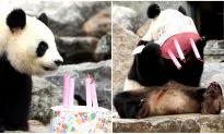 Adelaide Zoo Calls for More Tax Dollars to Fund China’s Panda Breeding Program
