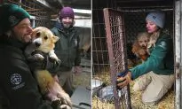 Hundreds of Dogs Bred As ‘Friend and Food’ Rescued From Korean Meat and Puppy Farm
