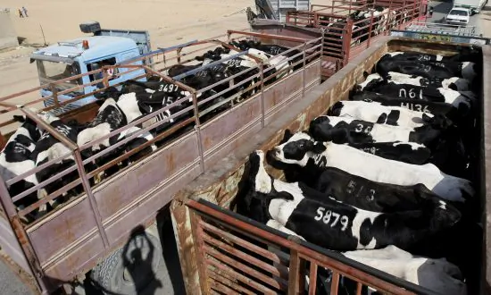 Adorable Cow Escapes Truck En Route to Slaughterhouse Before Rescuers Learn a Secret She’s Been Keeping
