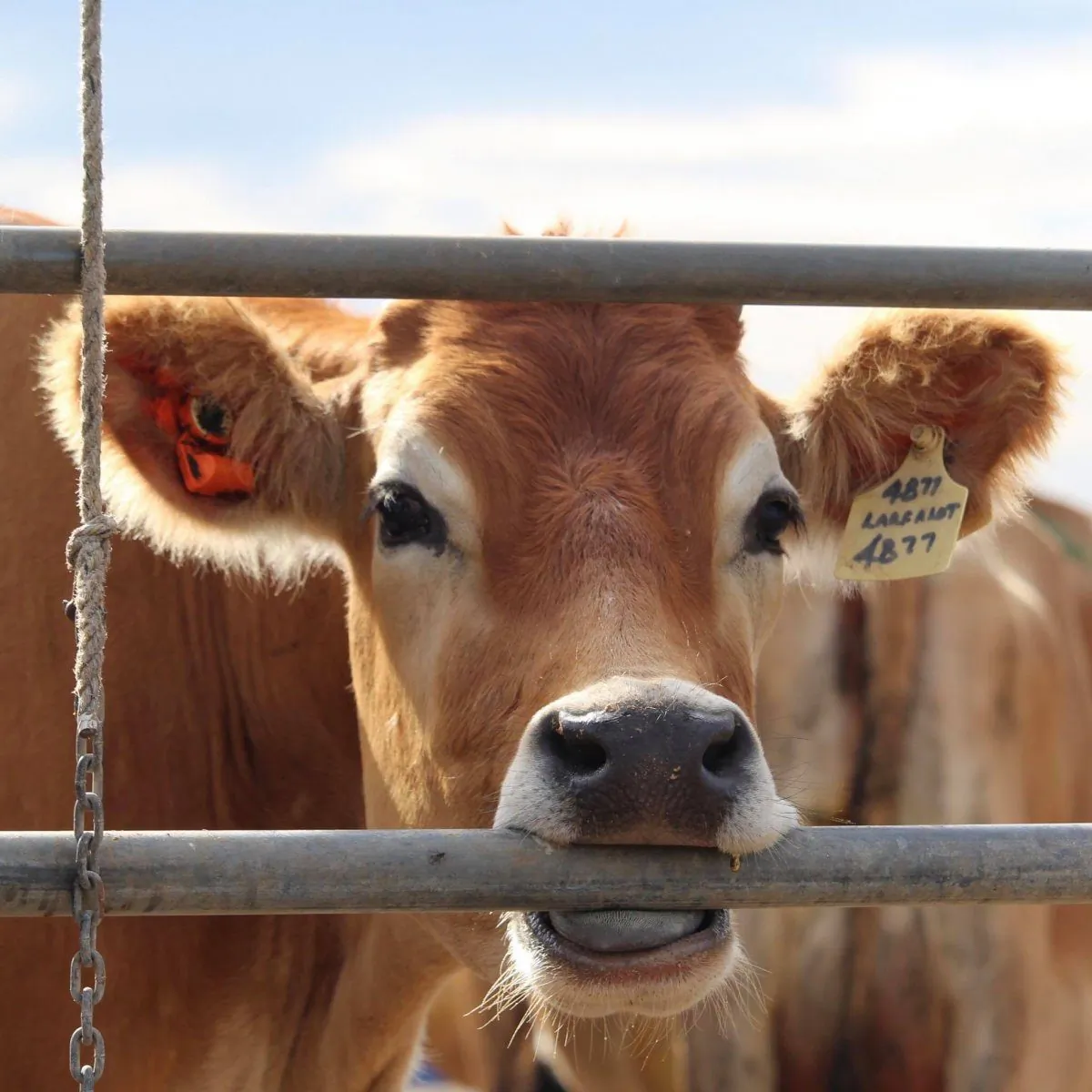 A cow at Caldermeade, Victoria. (Aussie Farms)