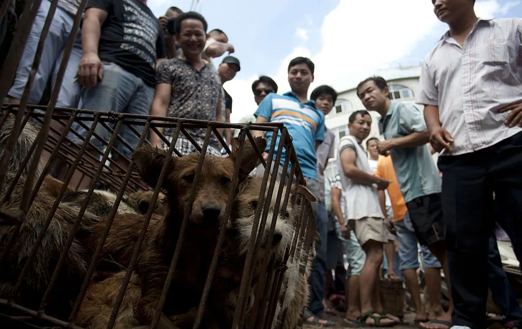 Vendors wait for customers to buy dogs in cages at a market in Yulin, in southern China's Guangxi province on June 21, 2015. (STR/AFP/Getty Images)