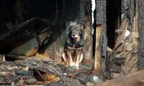 Dog Saves Family from Devastating Fire That Burned Home to Ground