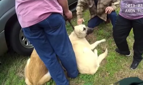 Dogs Guard Missing Children From Highway as They ‘Chased Rainbows’ in Florida
