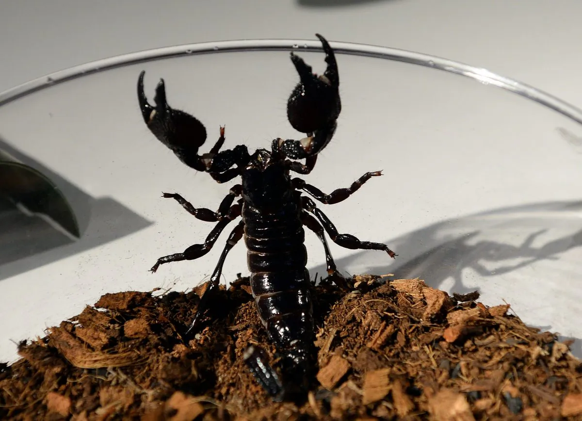 An emperor scorpion at the American Museum of Natural History in New York on July 1, 2014. (Don Emmert/AFP/Getty Images)
