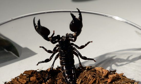 3 Dead, Hundreds Injured in Southern Egypt After Heavy Rains Bring Scorpion Swarm