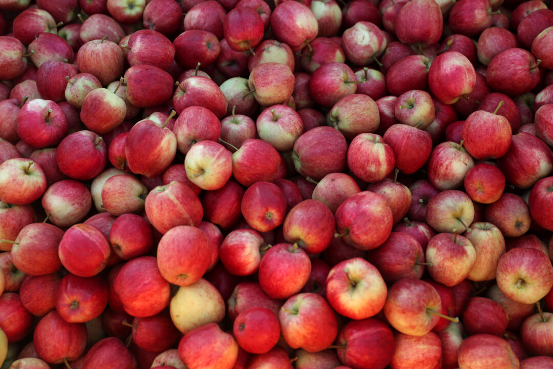 Picked apples are seen at Stocks Farm in Suckley, United Kingdom, on Oct. 10, 2016. (Eddie Keogh/File Photo/Reuters)