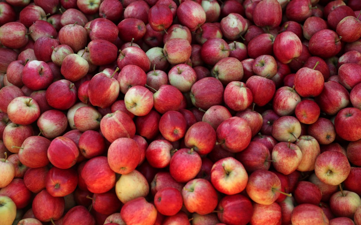 Picked apples are seen at Stocks Farm in Suckley, United Kingdom, on Oct. 10, 2016. (Eddie Keogh/File Photo/Reuters)