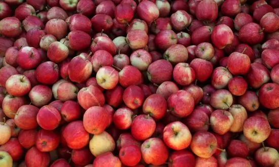 Eat the Seeds: Why the Germs Found Inside Apples May Be Good for You