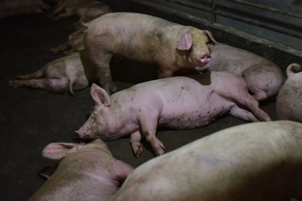 Pigs rest in a pen at a pig farm in Yiyang County, in central China's Henan Province, on Aug. 10, 2018.(Greg Baker/AFP/Getty Images)