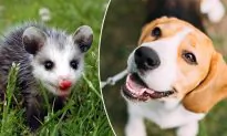 Beagle ‘Adopts’ Abandoned Baby Possum After Losing Her Pups at Birth