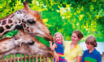 Family Tips: Taking Your Crew to the Zoo