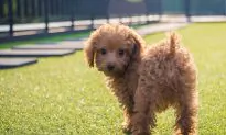 Poodle Saved from Dog Meat Farm Gets a New Life in America