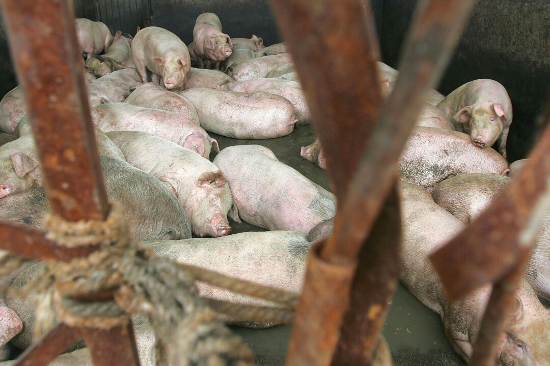Pigs are seen at the Zuqiao Slaughterhouse in Chengdu City, Sichuan Province, on July 25, 2005. (China Photos/Getty Images)