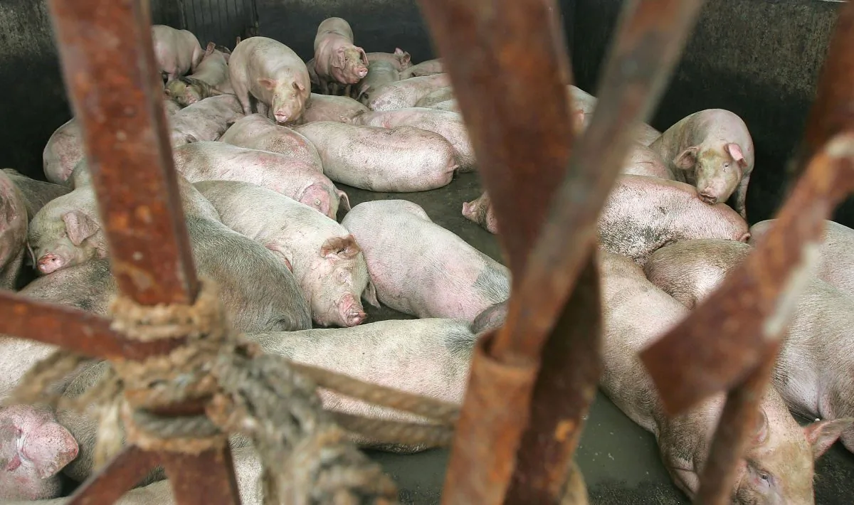 Pigs are seen at the Zuqiao Slaughterhouse in Chengdu City, Sichuan Province, on July 25, 2005. (China Photos/Getty Images)
