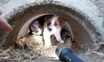 Man Promises Dead Stray Dog That He Would Save Her Three Puppies, and He Did