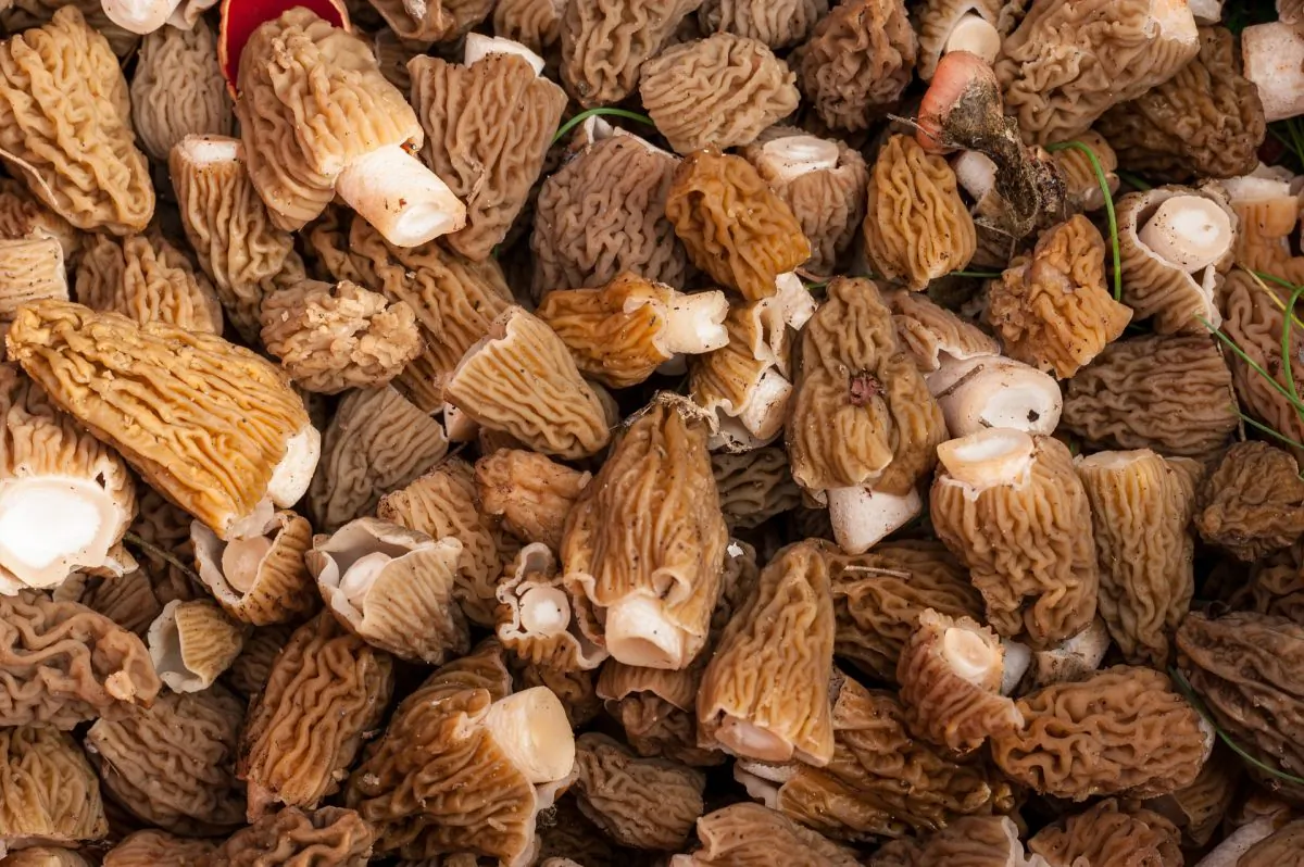 Freshly picked morel mushrooms. (Pixabay)