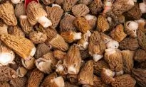 Woman Dies After Eating Speciality ‘Poisonous’ Mushrooms at Michelin-Starred Restaurant