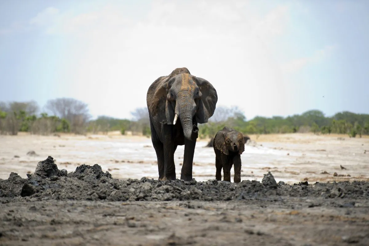 An African elephant and her baby are pictured on Nov. 18, 2012, in Hwange National Park in Zimbabwe. (Martin Bureau/AFP/Getty Images)