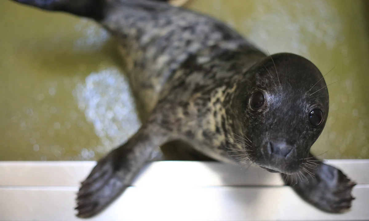 A rescued baby seal (Matt Cardy/Getty Images)
