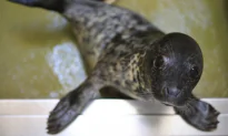 100 Baby Seals Captured by Chinese Poachers, Rescued and Sent to Wildlife Facilities