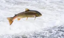 Schools of Fish Jumping Frantically Out of the Water Observed in Various Regions in China