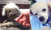 Little Dog Was Hit by Car and Left in a Gutter–but Watch Her Amazing Transformation After Rescue