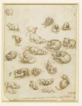 Leonardo, cats, dragon, Lion
