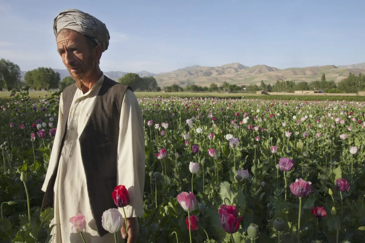 FILE—A farmer standing in his poppy field that ahead of harvest in Faizabad, Badakshan, Afghanistan, on May 25, 2011. (Paula Bronstein/Getty Images)
