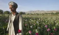 Opium-Addicted Parrots Raid Poppy Crops in India