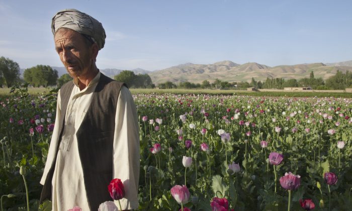 FILE—A farmer standing in his poppy field that ahead of harvest in Faizabad, Badakshan, Afghanistan, on May 25, 2011. (Paula Bronstein/Getty Images)