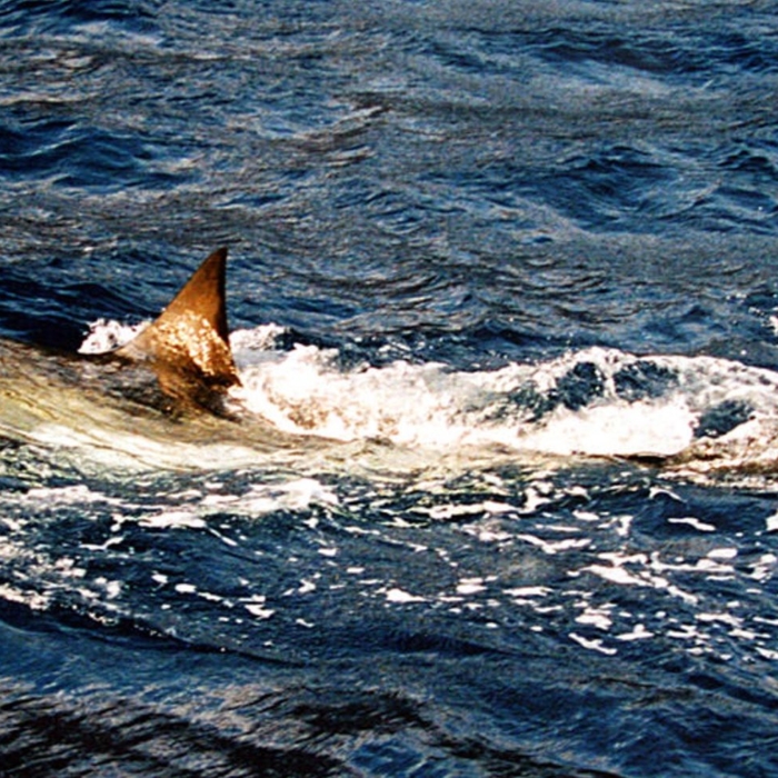 Nova Scotia angler hooks juvenile great white shark and story of a